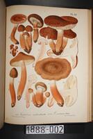 Flore mycologique illustree: les champignons des Alpes-Maritimes.... Opens in a new tab.