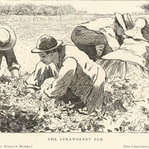 The Strawberry Bed, from Our Young Folks