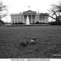 White House front with pigeons in yard, Washington, D.C., November 11, 1977