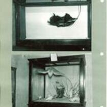 Animal exhibits at Museum of Natural History, The University of Iowa, 1930s