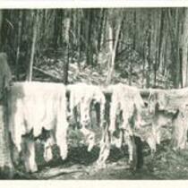Drying goat skins in expedition camp in Washington state, The University of Iowa, 1920