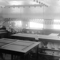Whale in Museum, New Science Building, The University of Iowa, 1910