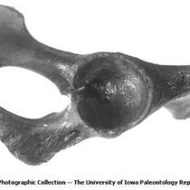 Pleistocene Fauna, acetabular view of part of a proboscidean pelvis, Oskaloosa, Iowa, late 1890s or early 1900s