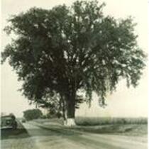 Elm tree near Stronghurst, Ill., October 20, 1941
