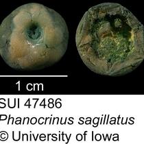 Phanocrinus sagillatus str